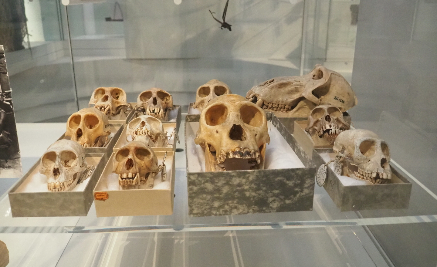 Collection of primate skulls, 2021-10-20