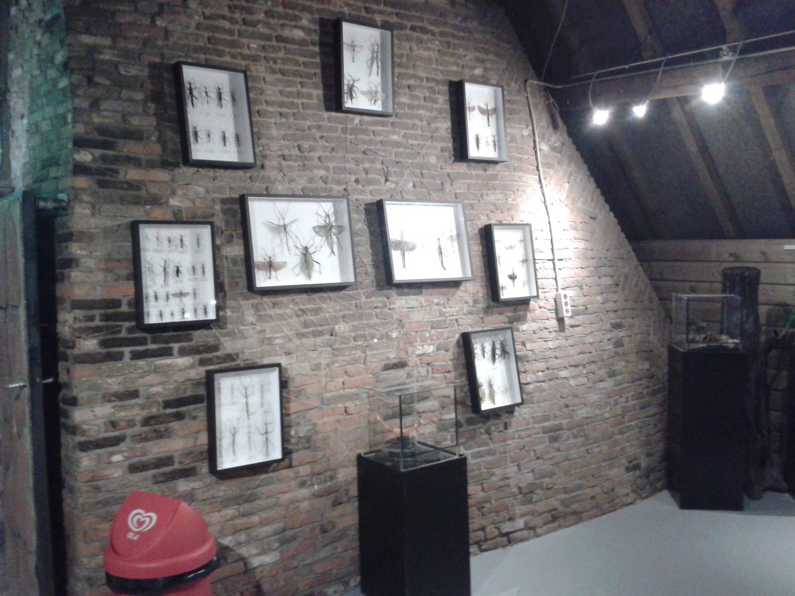 collection of stick insects