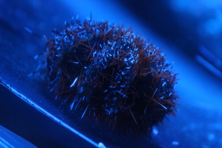 Collector urchin (Tripneustes gratilla)