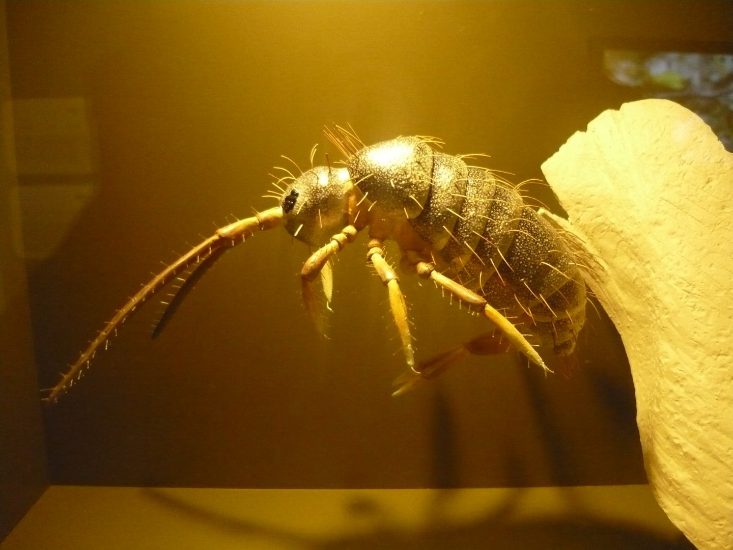 Collembola model