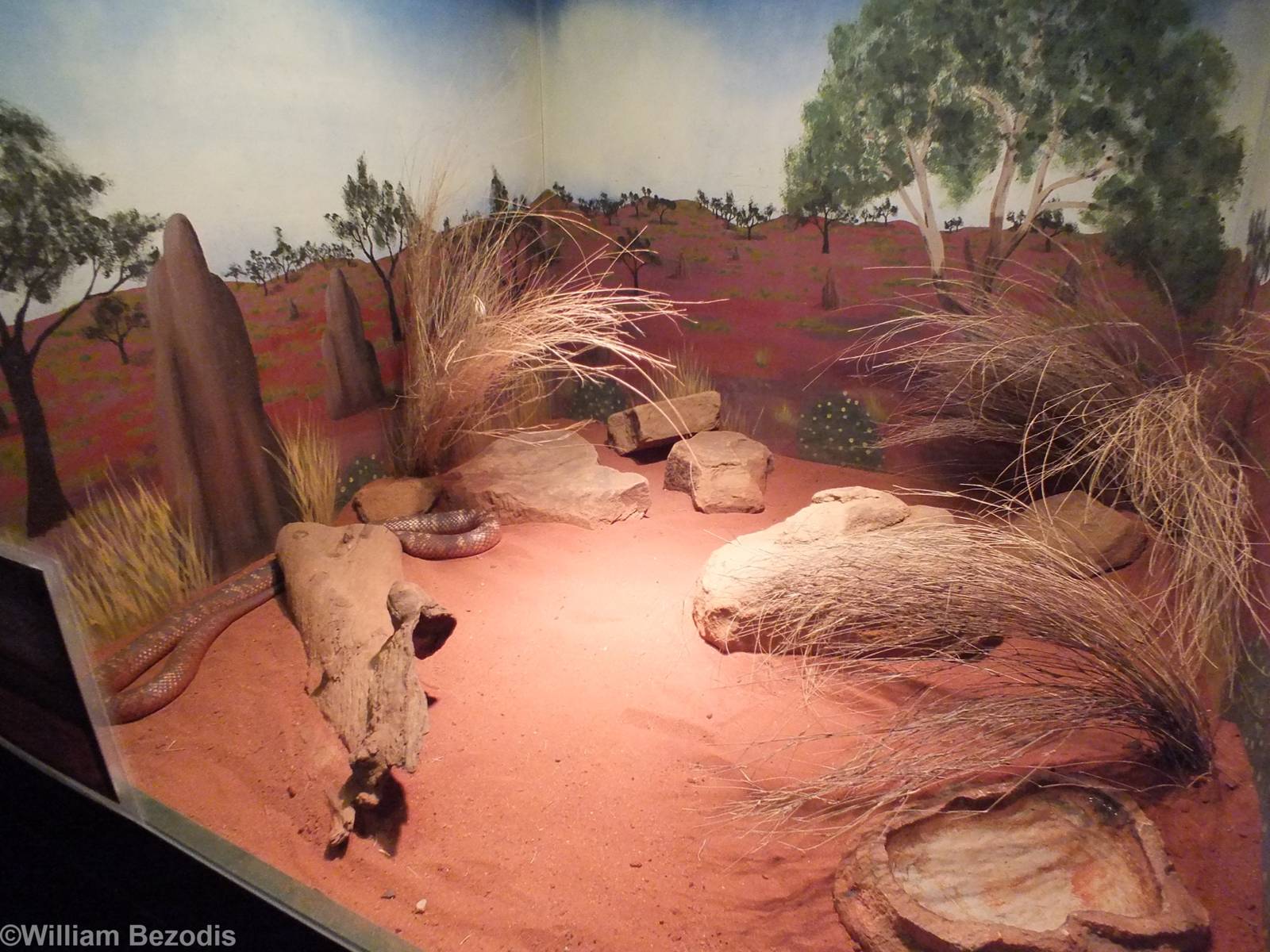Collett's Black Snake Enclosure