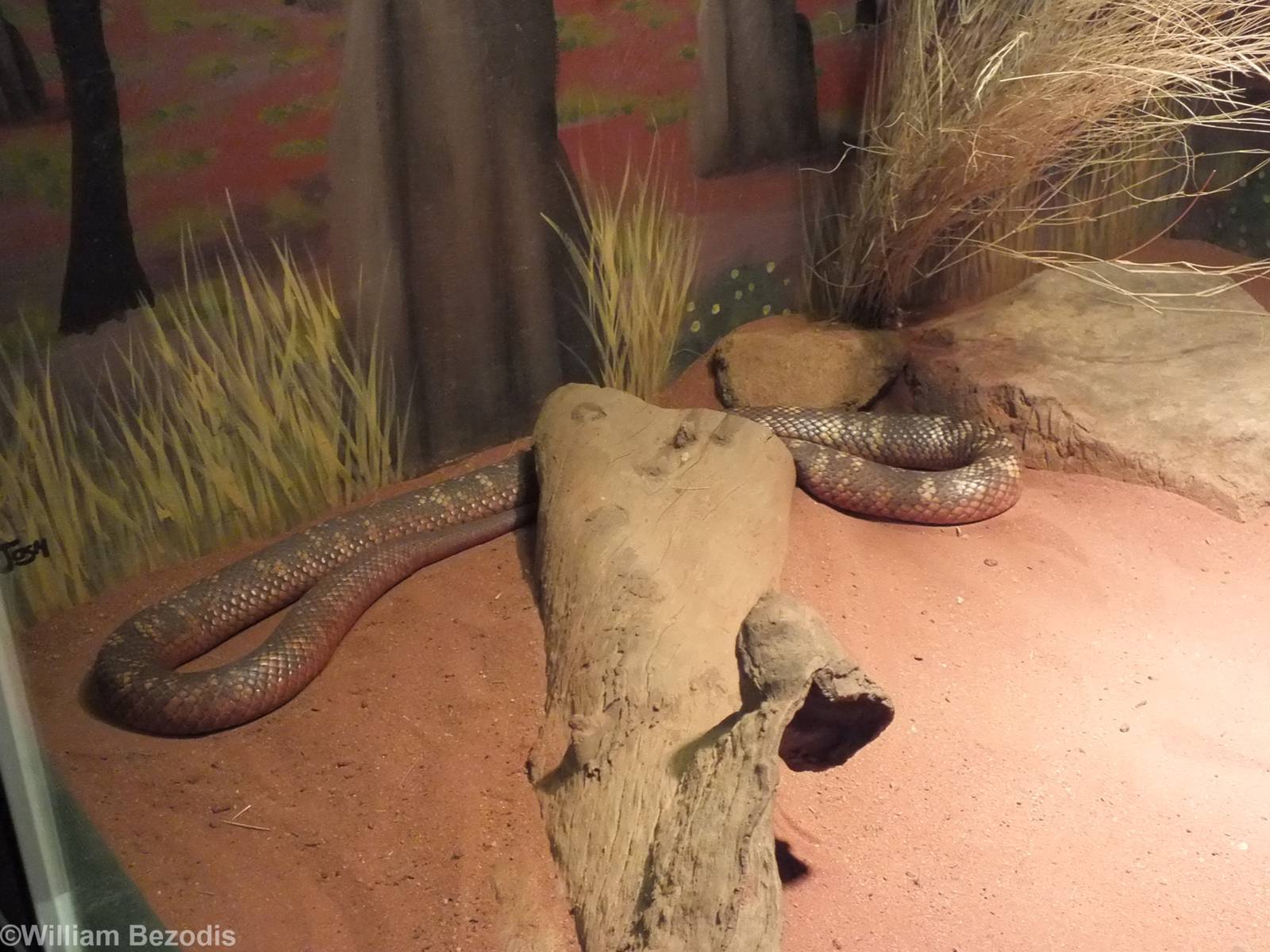 Collett's Black Snake