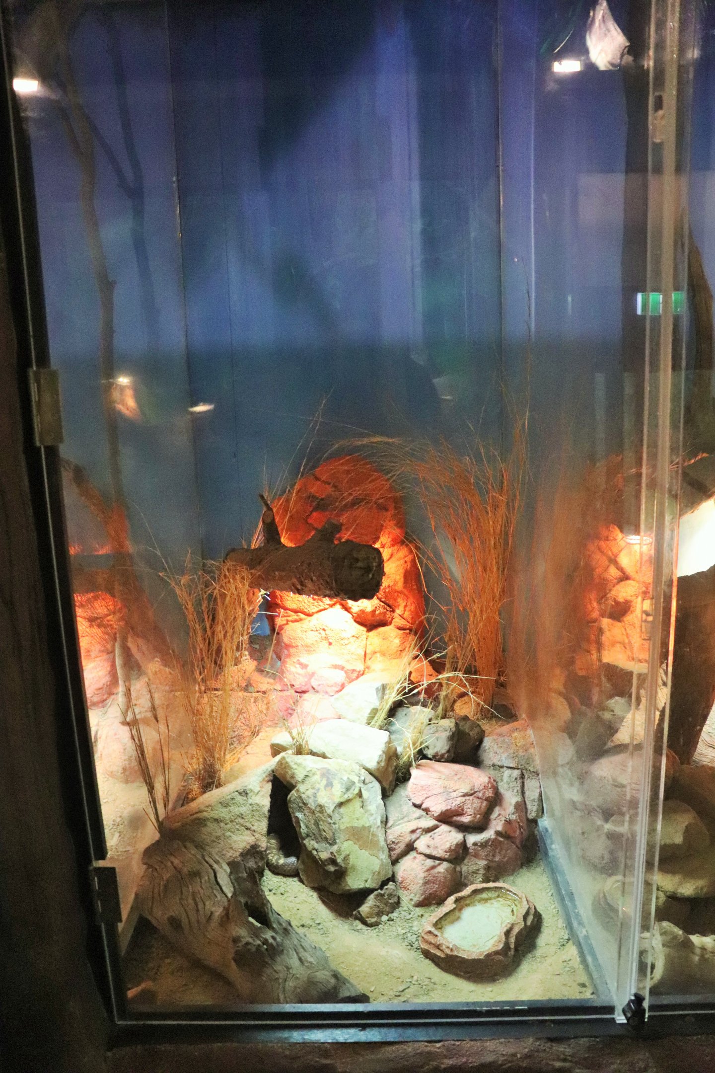 Collett's Snake Enclosure