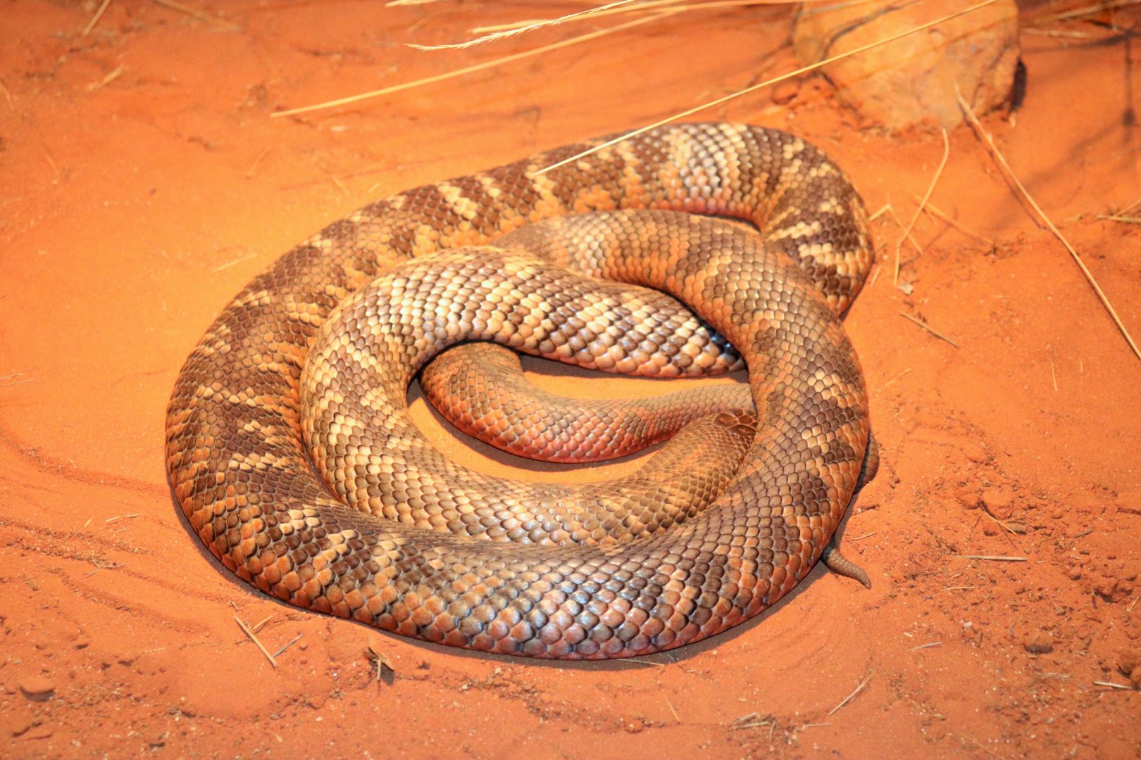 Collett's Snake (Pseudechis colletti)