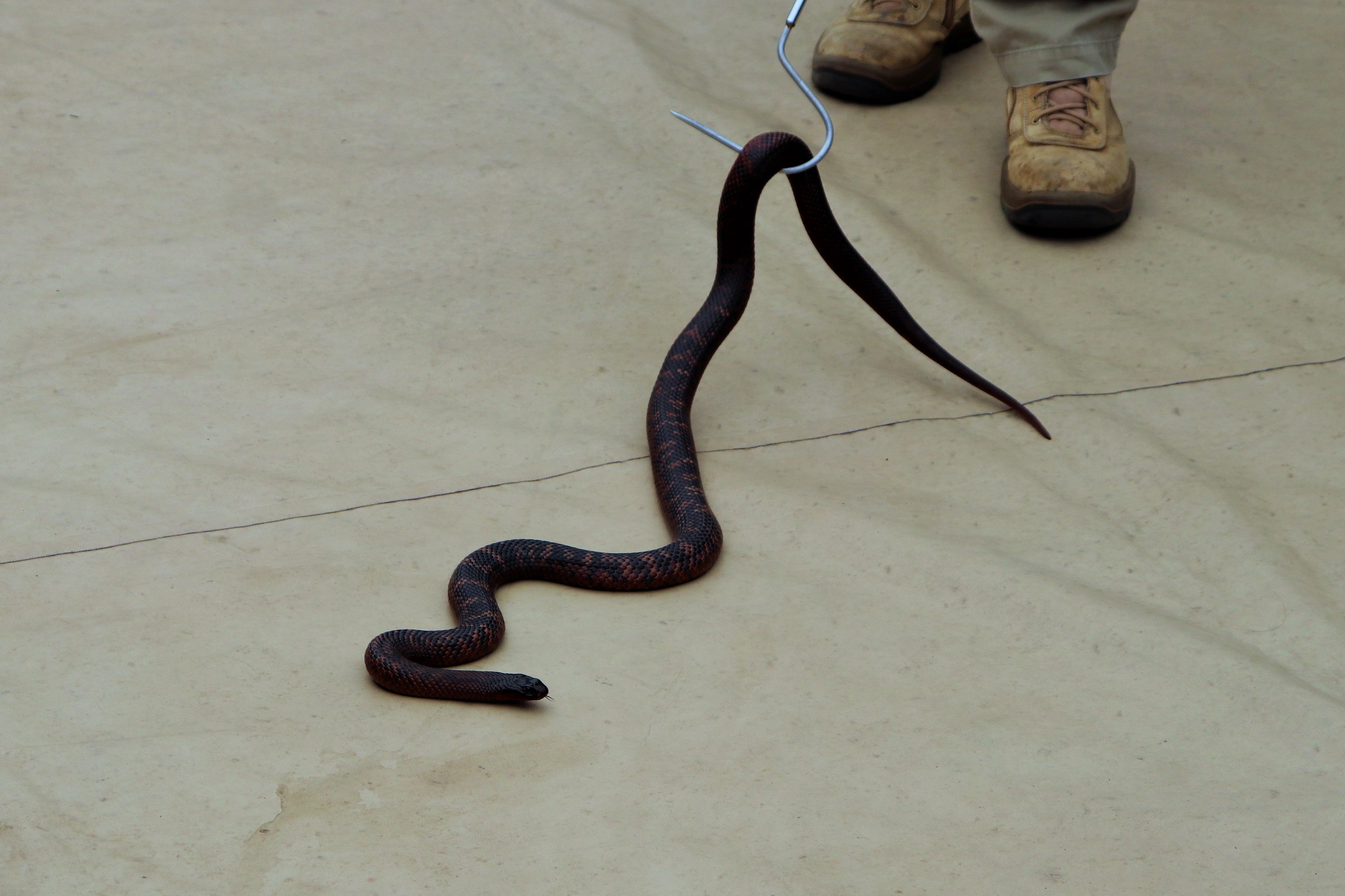 Collett's Snake (Pseudechis colletti)