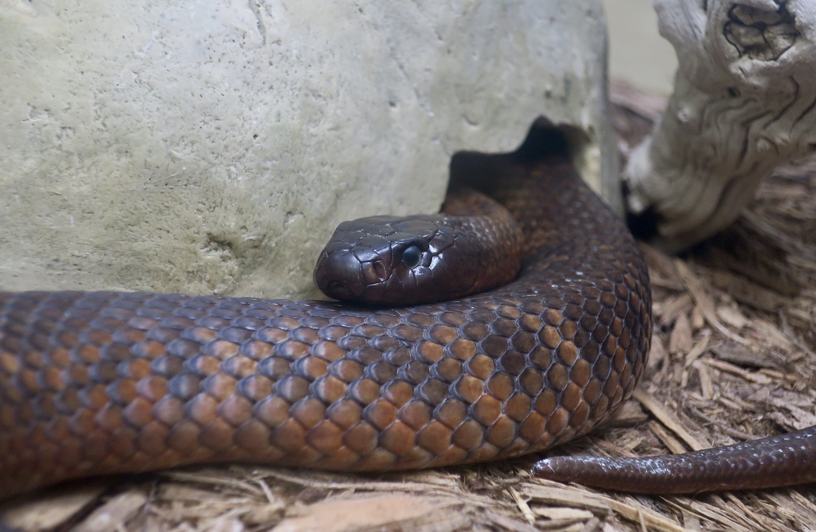 Collett's Snake (Pseudechis colletti)