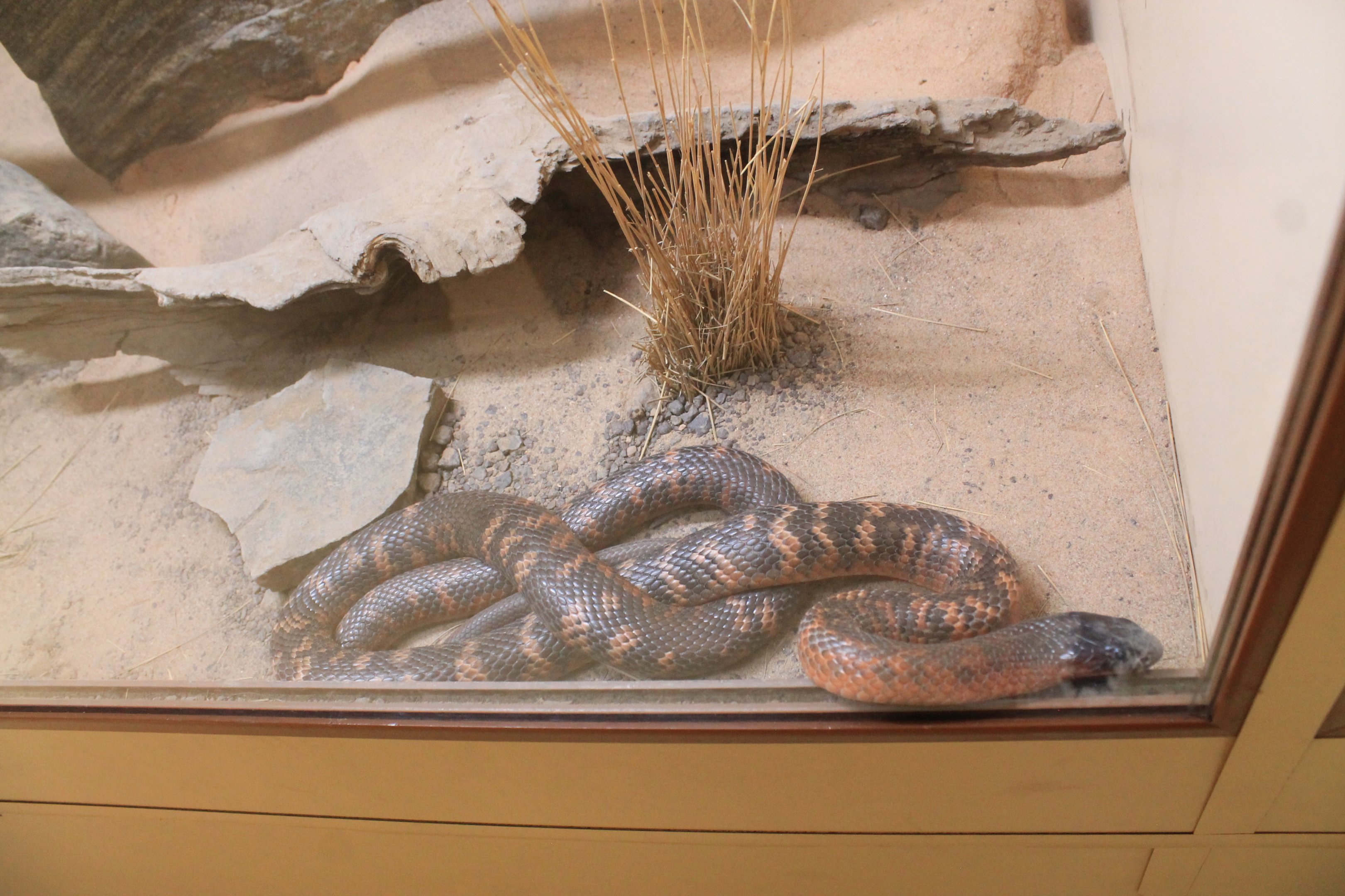 Collett's Snake (Pseudechis colletti)