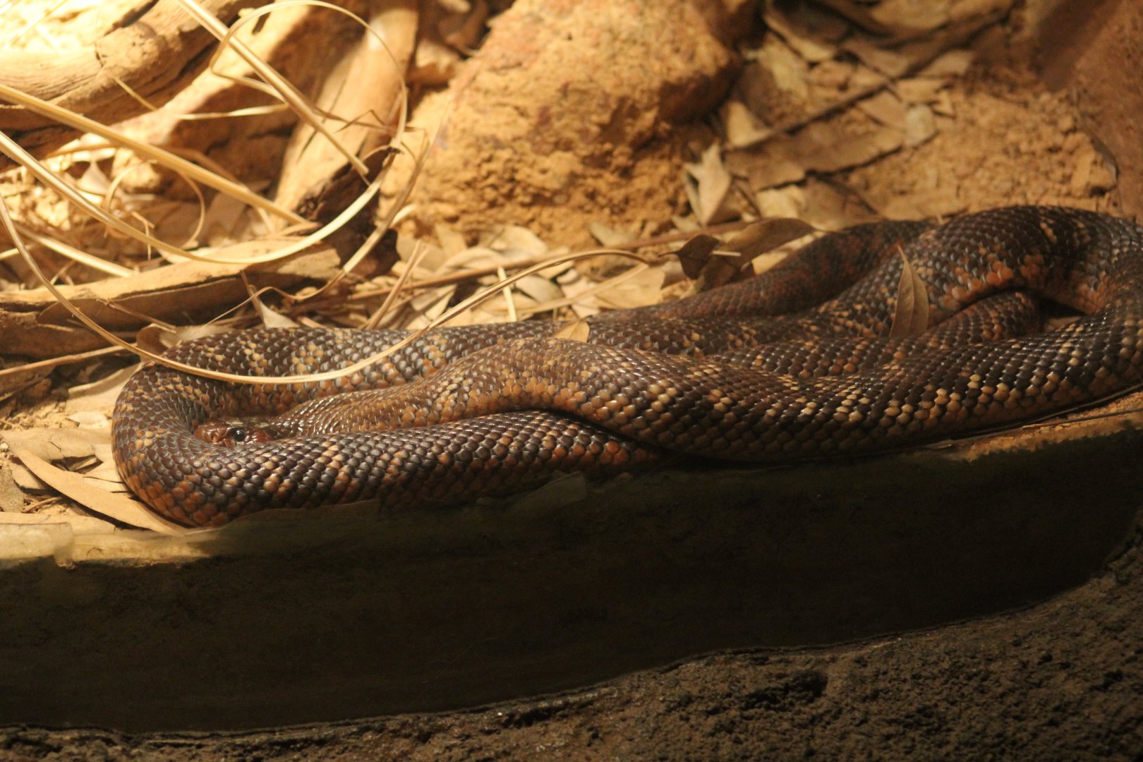 Collett's Snake