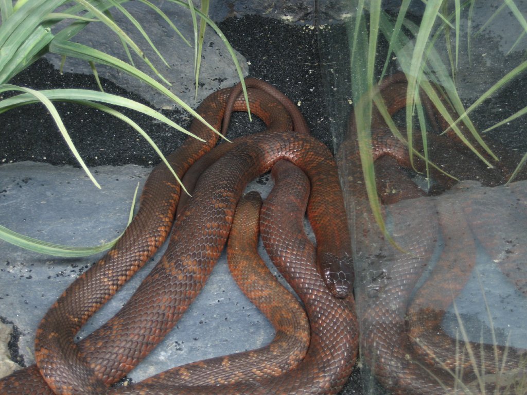 Collett's Snakes