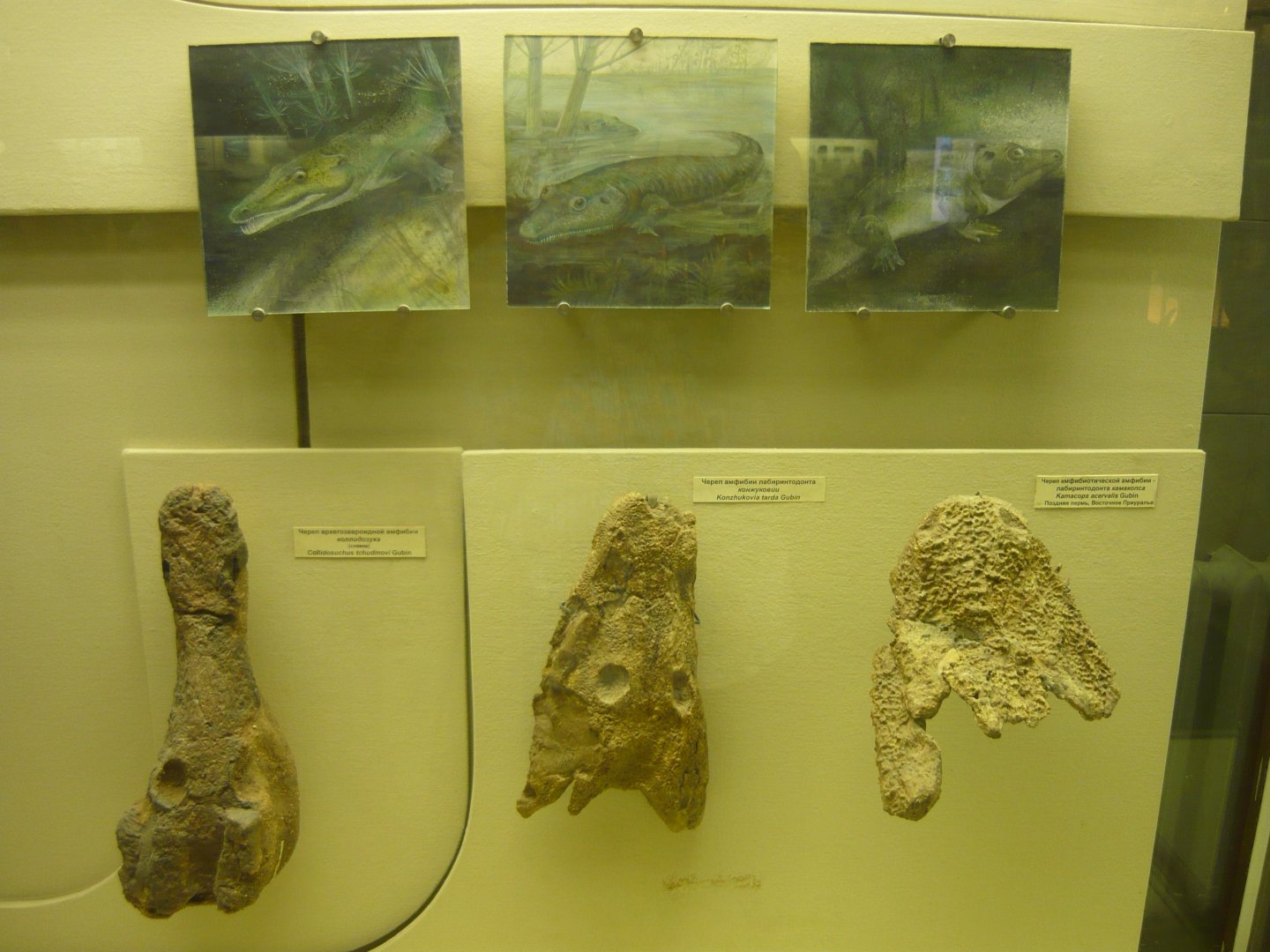 Collidosuchus tchudinovi, Konzhukovia tarda and Kamacops acervalis skulls