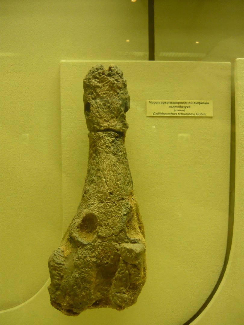 Collidosuchus tchudinovi skull (cast)