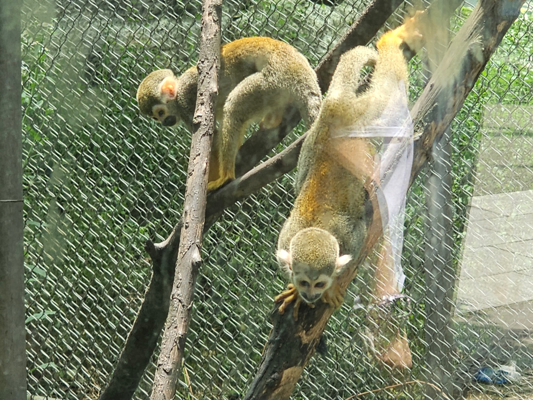 Collins Squirrel Monkeys ID? 05/2025