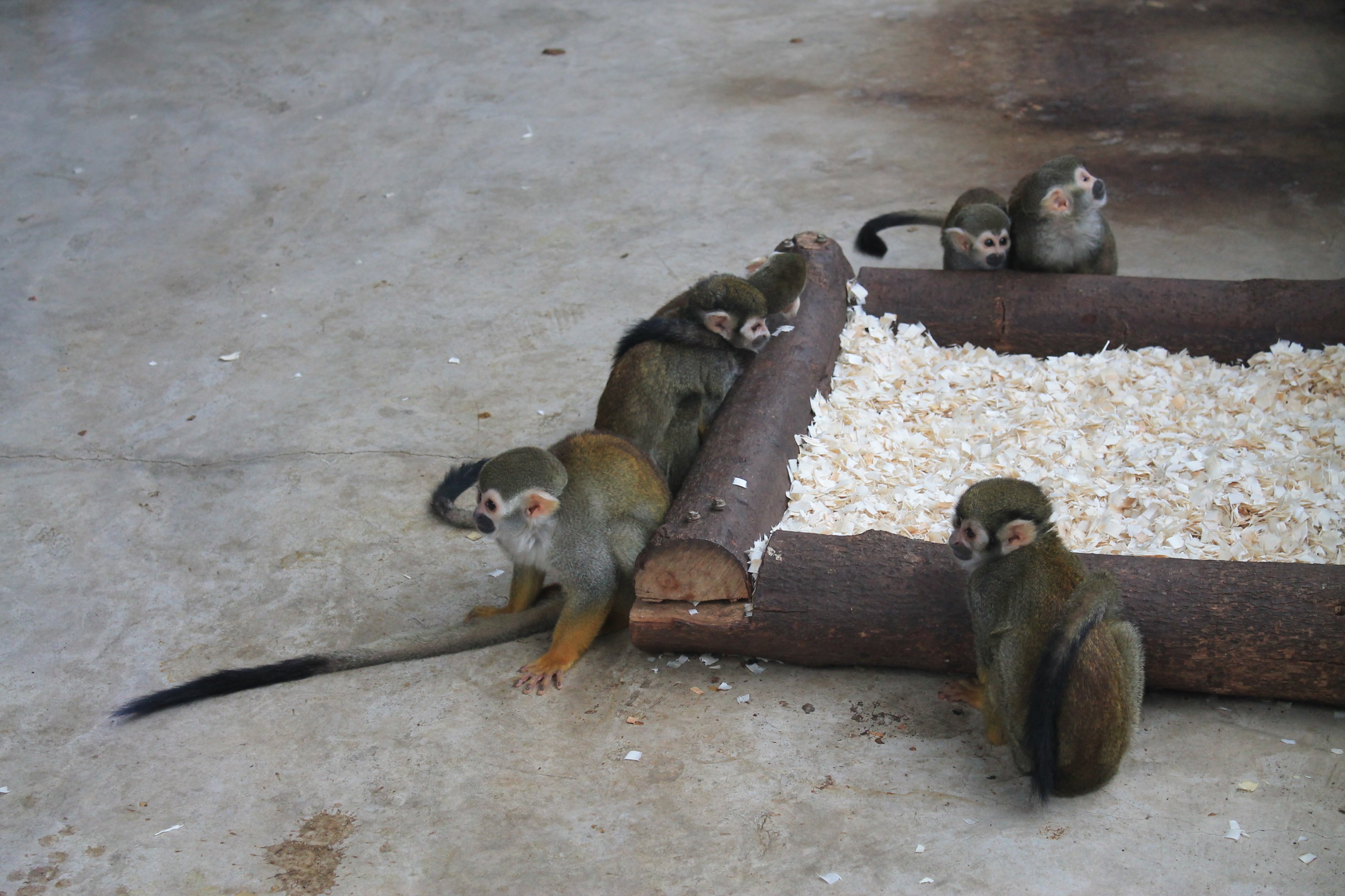 Collins' Squirrel Monkeys (Saimiri collinsi)