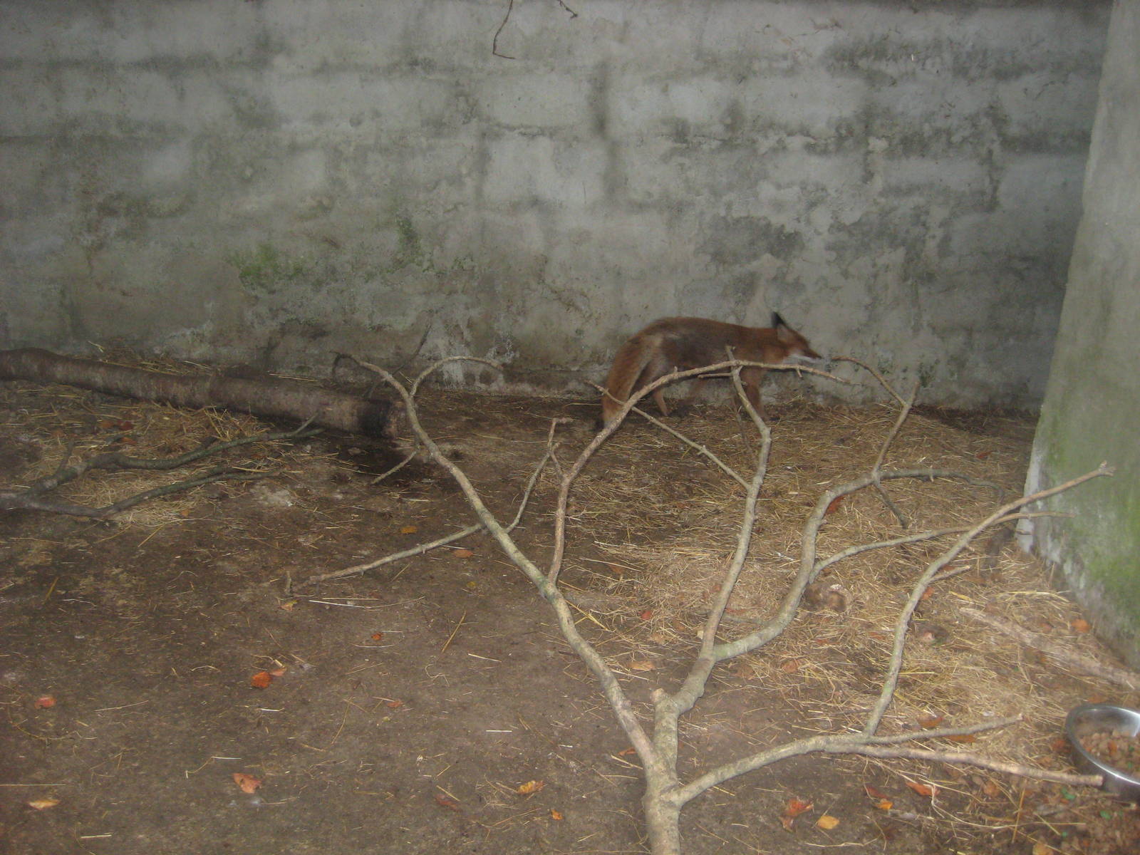 Collon Animal Sanctuary