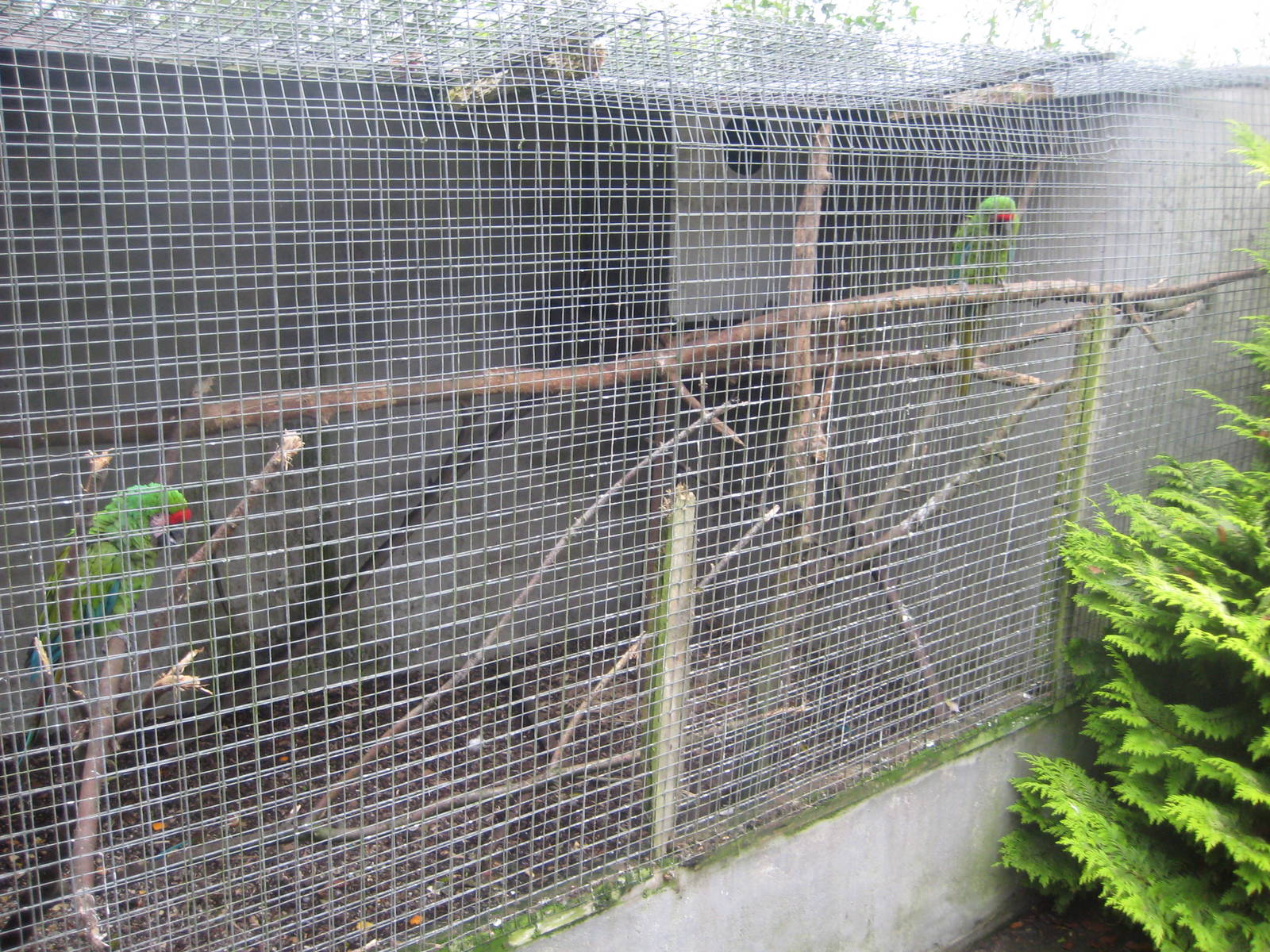 Collon Animal Sanctuary