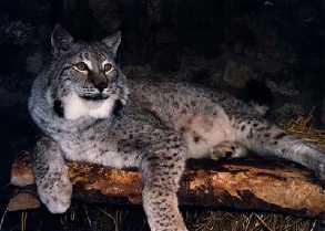 Collon Animal Sanctuary