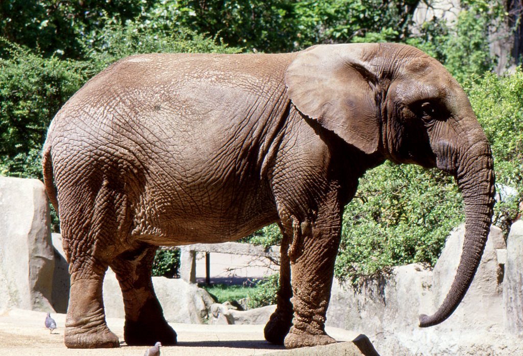 Colo, Forest African Elephant 1989