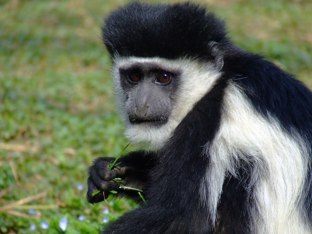 Colobe guereza (colobus guereza kikuyuensis)