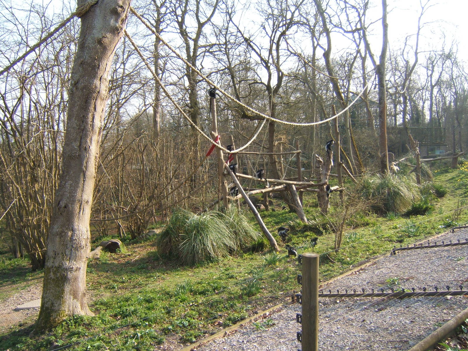 Colobus and De Brazza enclosure