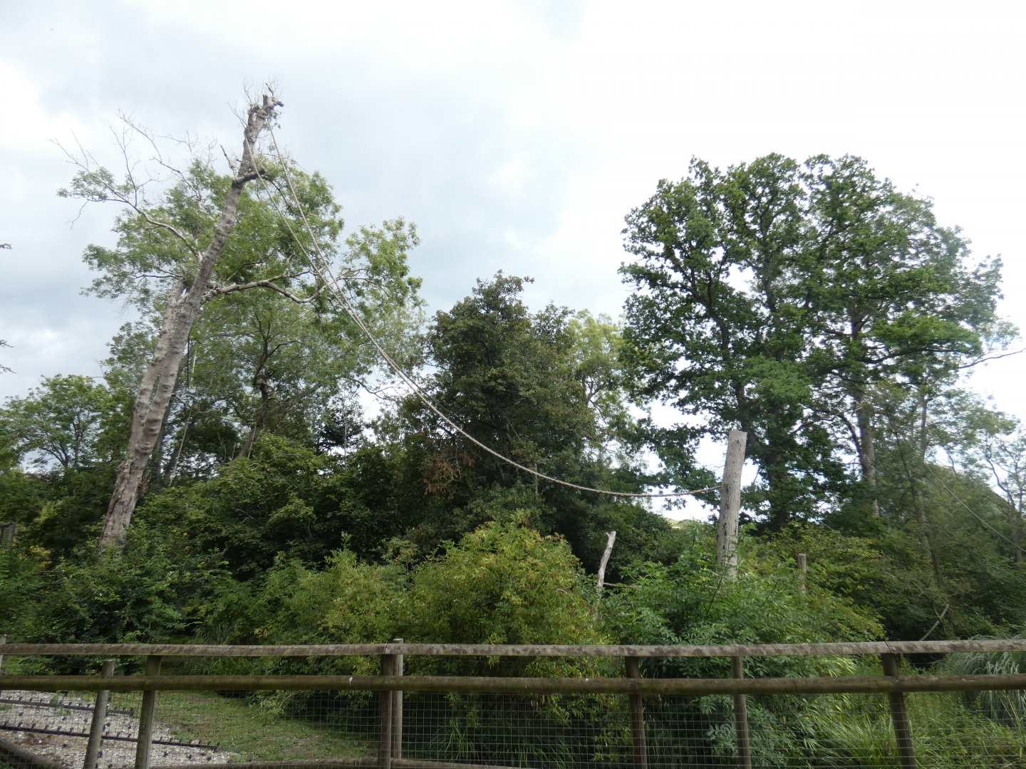 Colobus and De Brazza's Monkey enclosure
