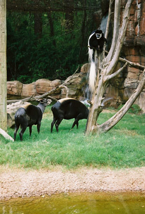 colobus and duikers