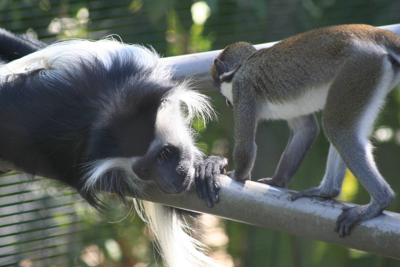 Colobus and lesser spot nosed guenon (also mixed with black mangabey)