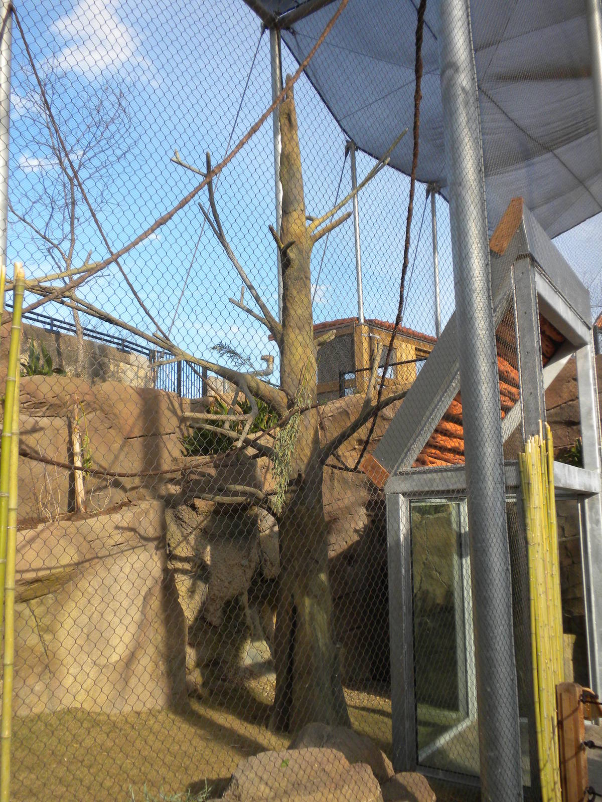 Colobus and Mangabey exhibit