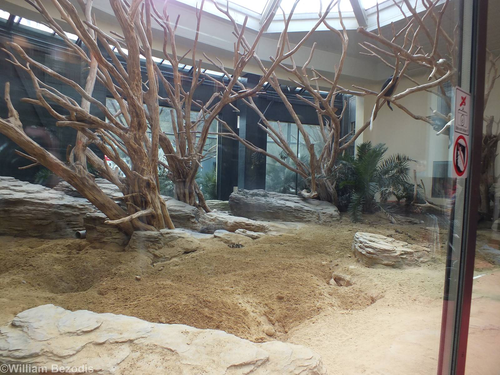 Colobus and Meerkat Enclosure