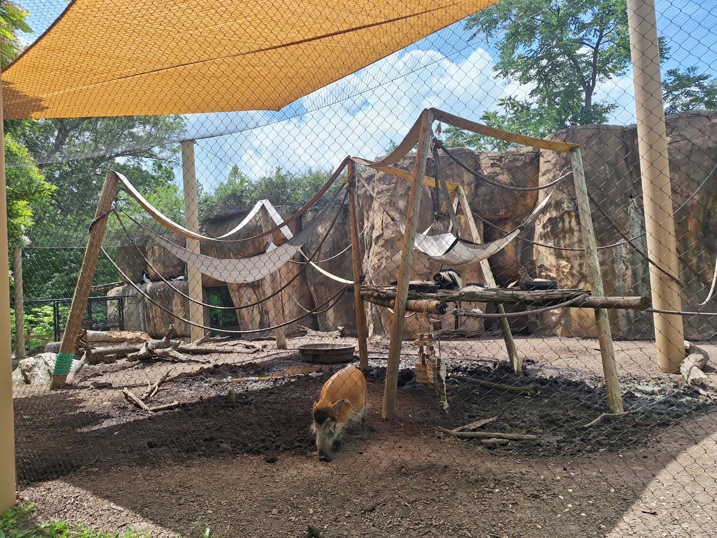 Colobus and River Hog mixed species enclosure