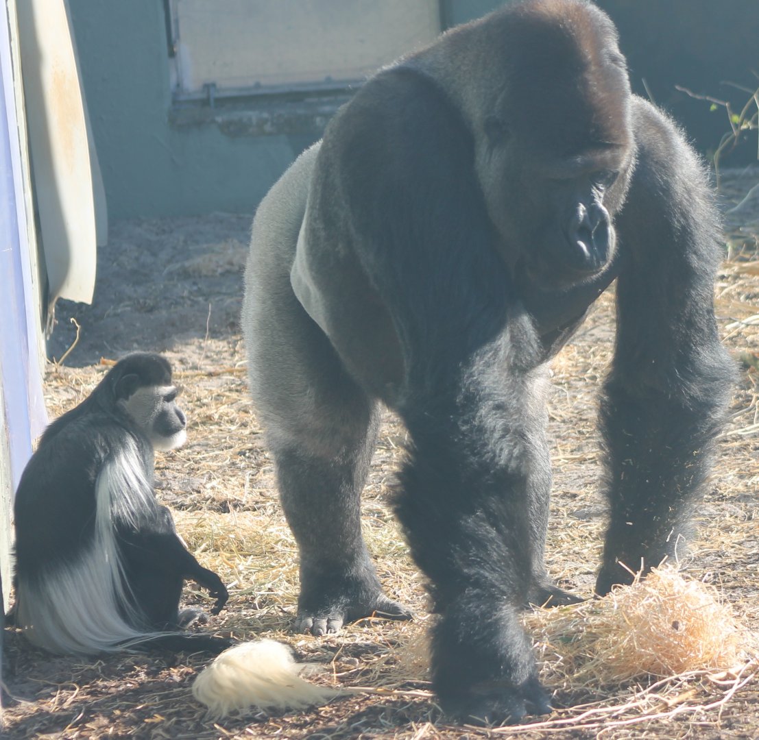 Colobus and Western lowland gorilla