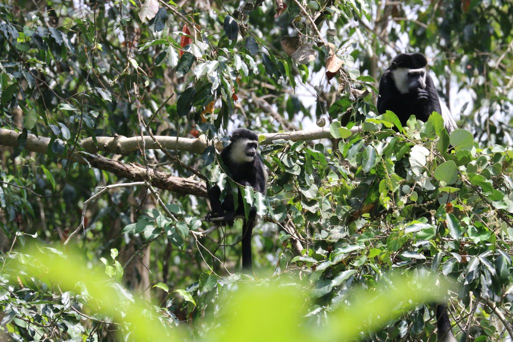 Colobus and young - wild animals