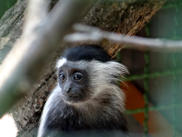 Colobus angolensis palliates