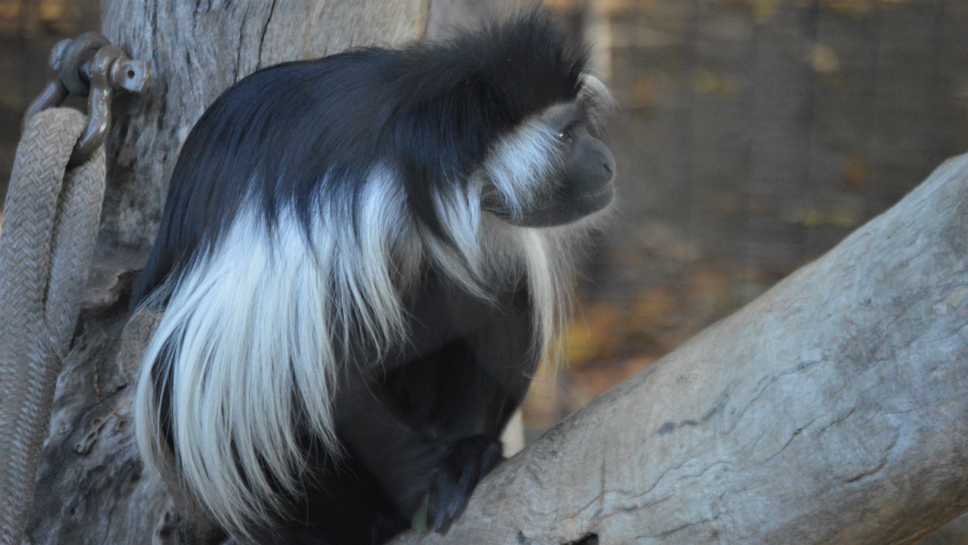 Colobus angolensis palliatus