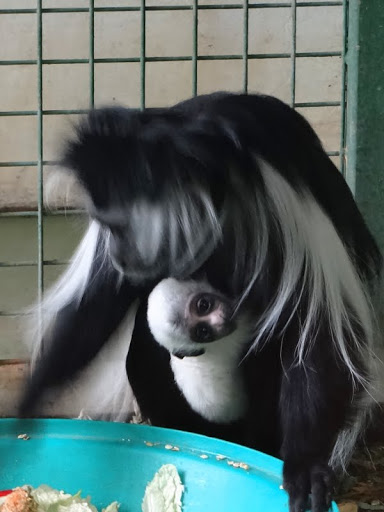 Colobus angolensis