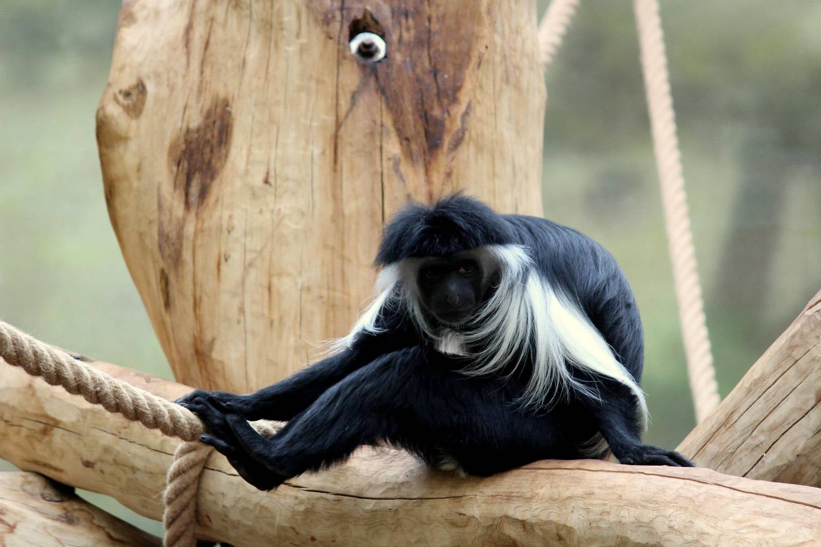 Colobus angolensis