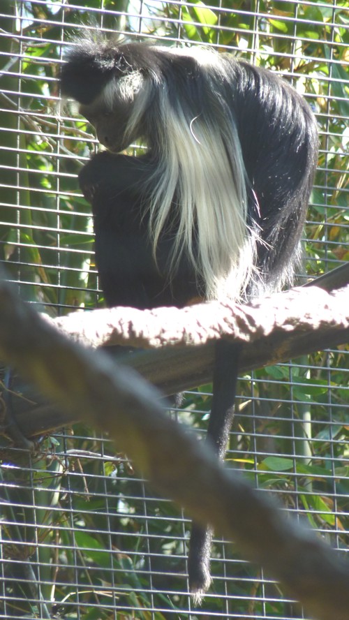Colobus angolensis