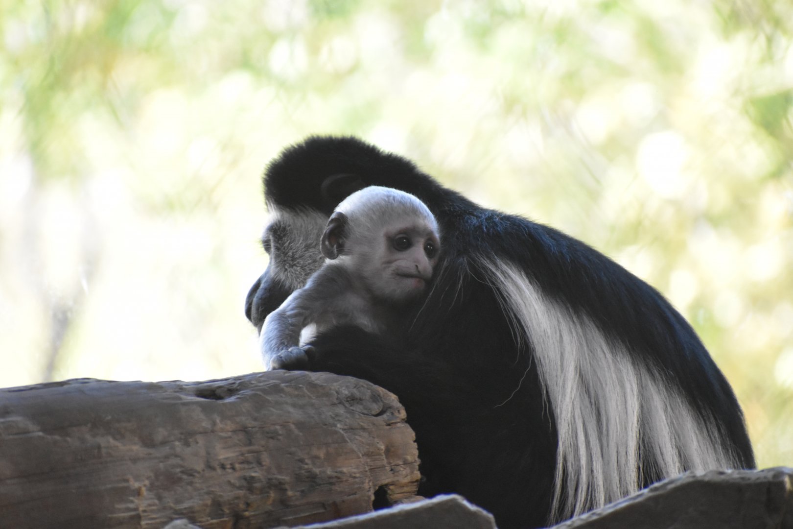 Colobus & Baby