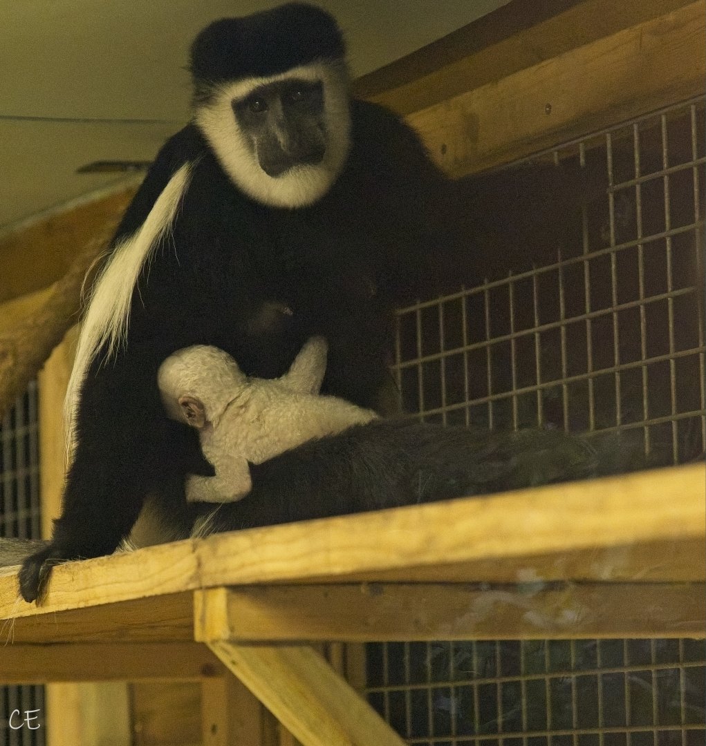 Colobus baby