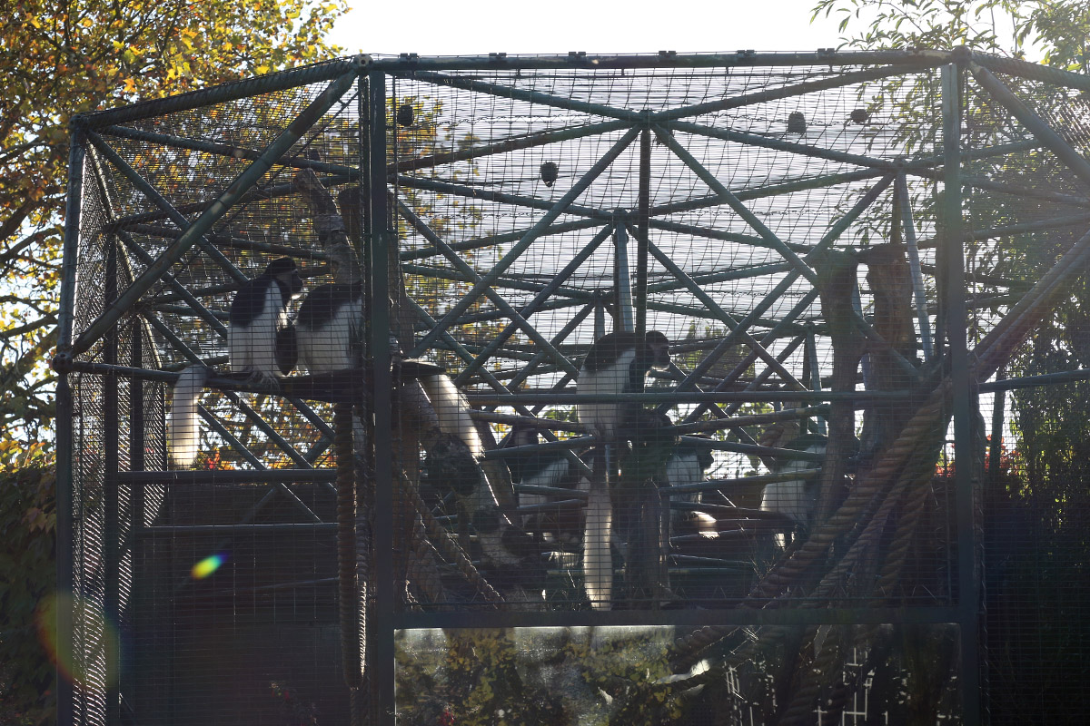 Colobus Cage at ZSL London Zoo 2/11/2018