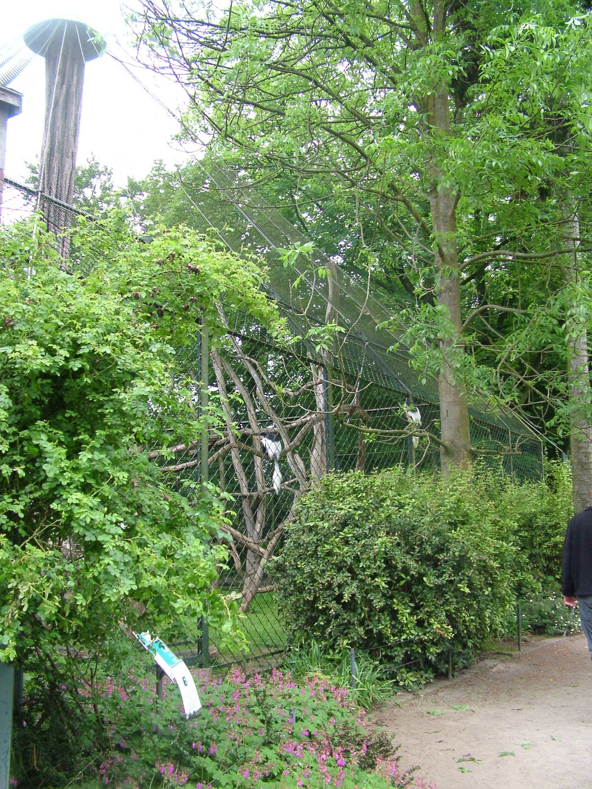 Colobus enclosure at Krefeld 15/05/09