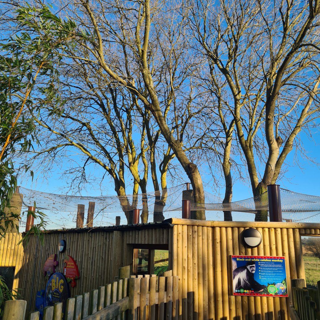 Colobus Enclosure Overview, Drusillas Park