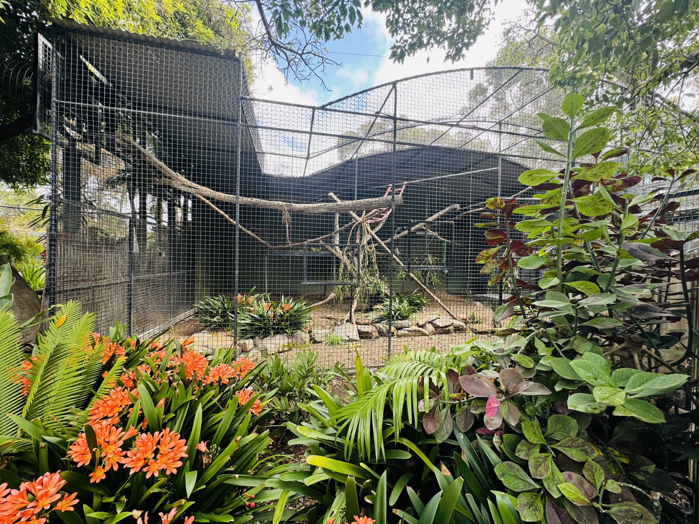 Colobus enclosure
