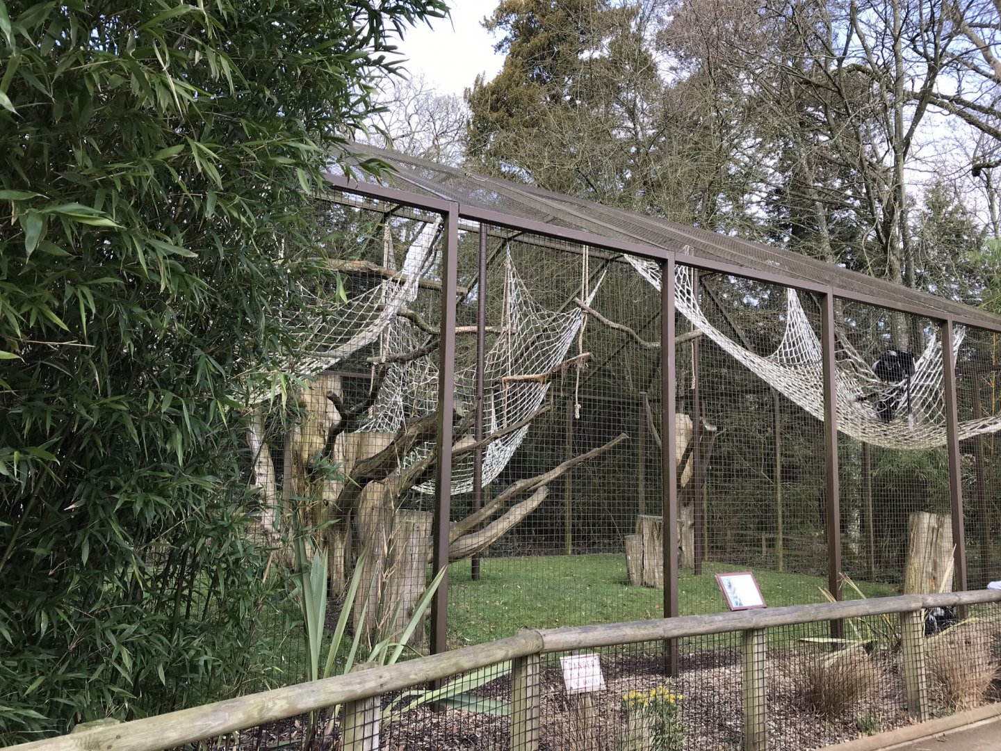 Colobus exhibit 250318