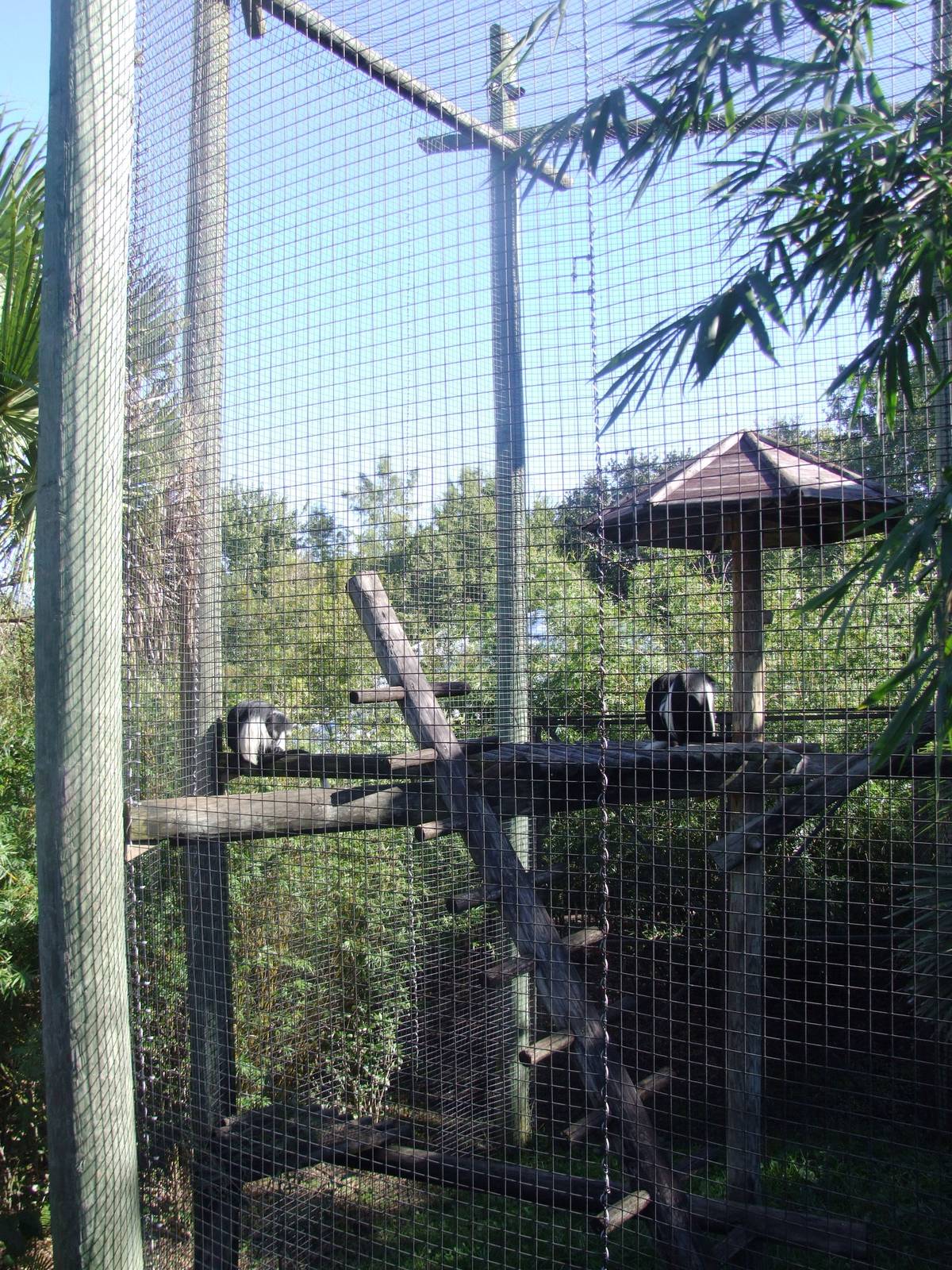 Colobus Exhibit at Jacksonville, 10/10/13