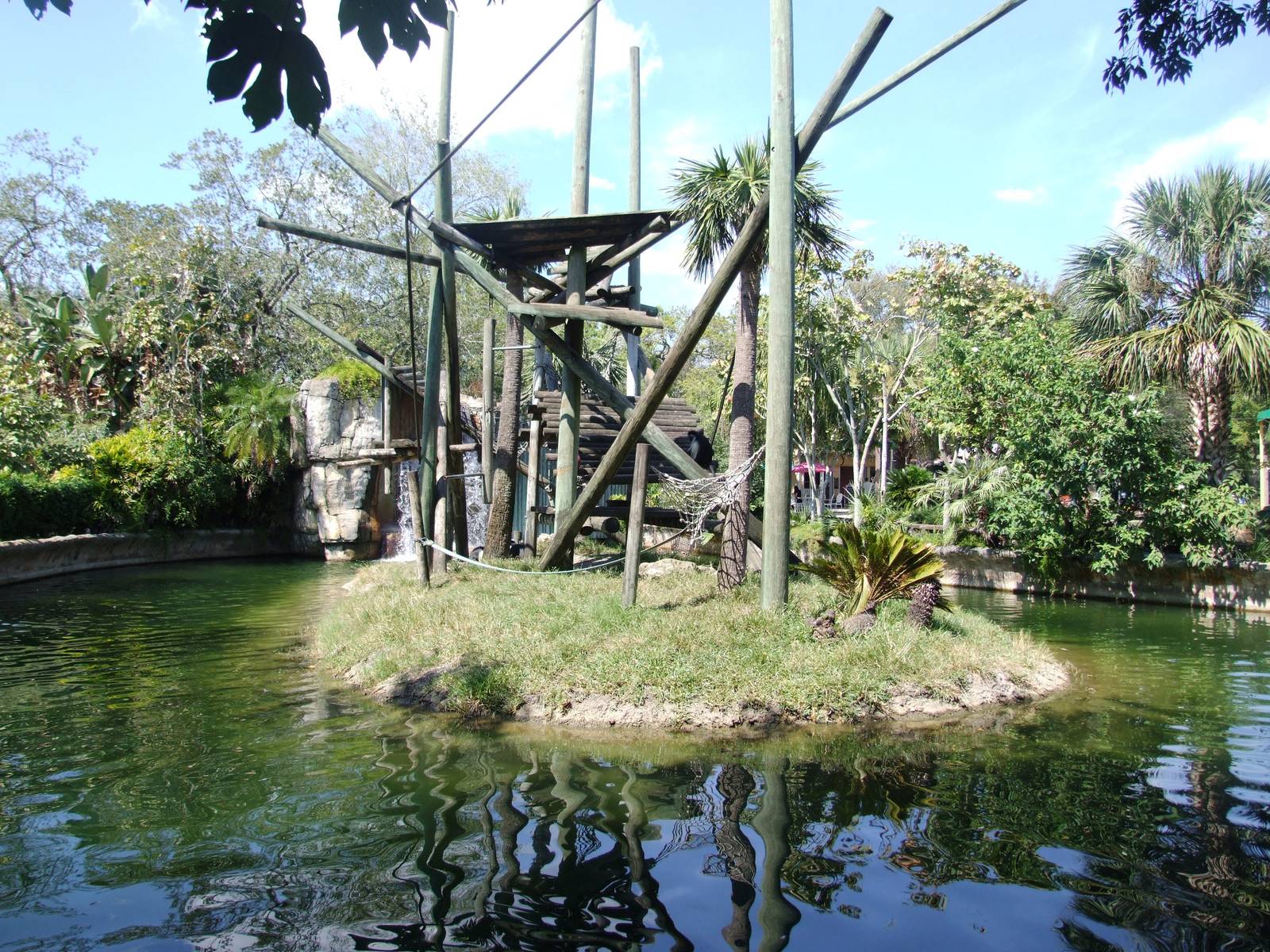 Colobus Exhibit at Lowry Park, 13/10/13