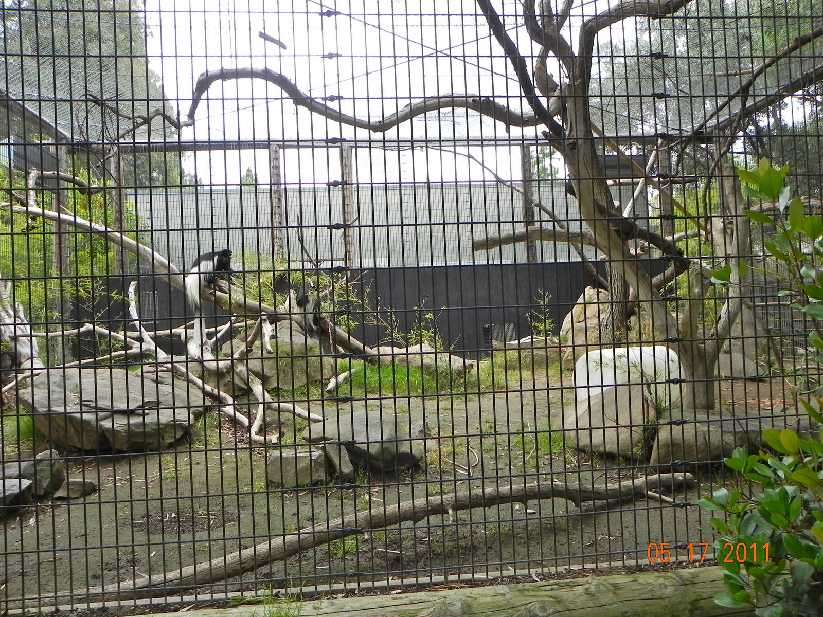 Colobus Exhibit