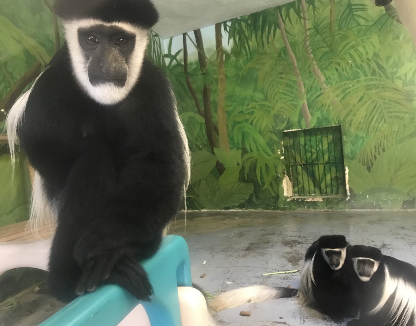 Colobus Exhibit