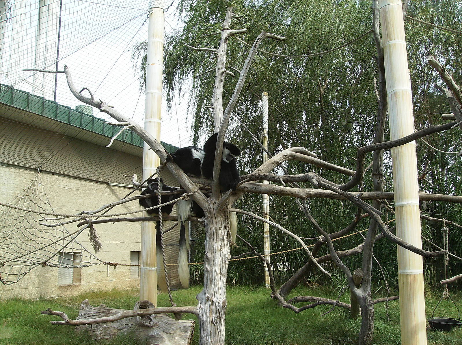 Colobus exhibit
