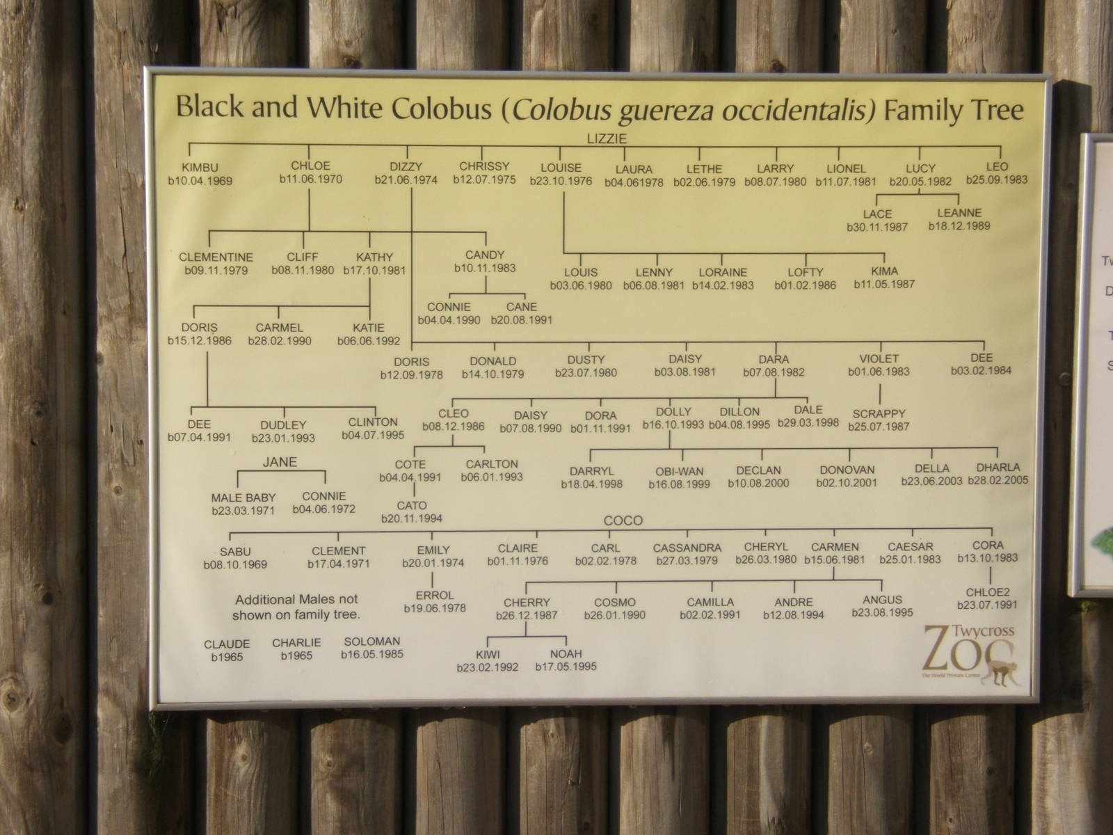 Colobus family tree