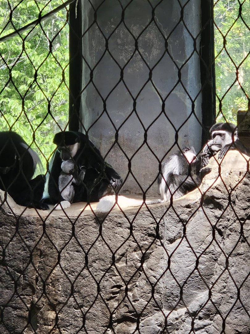 Colobus family